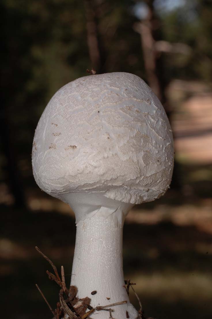 Macrolepiota sp